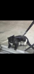 Lost Female Cat last seen Renwood road, Simpsonville, SC 29681