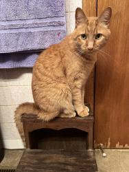 Lost Male Cat last seen Cross creek apmts , Knoxville, TN 37921