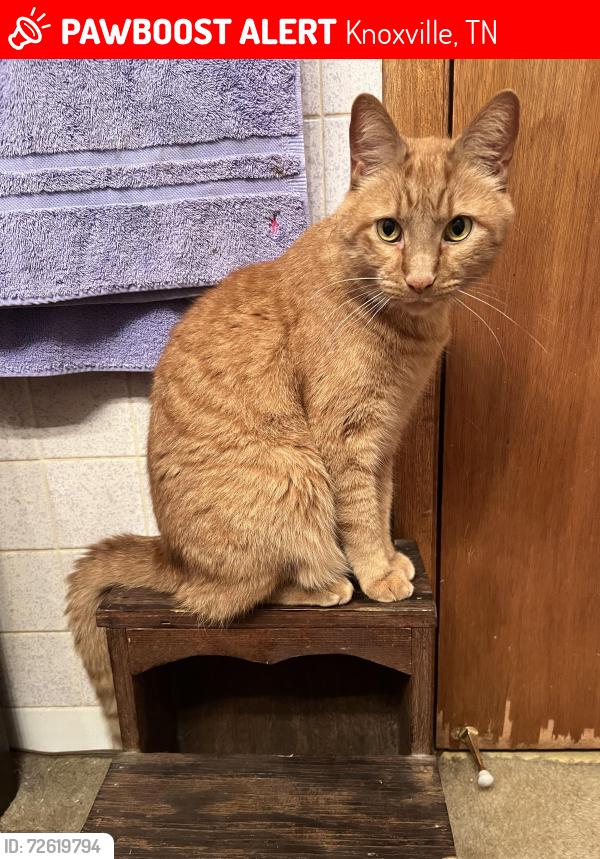 Lost Male Cat last seen Cross creek apmts , Knoxville, TN 37921