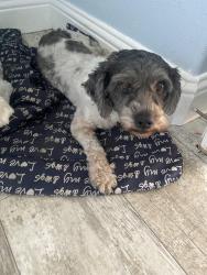 Lost Female Dog last seen Between West Grand Blvd. & North Merrill st. , Corona, CA 92882