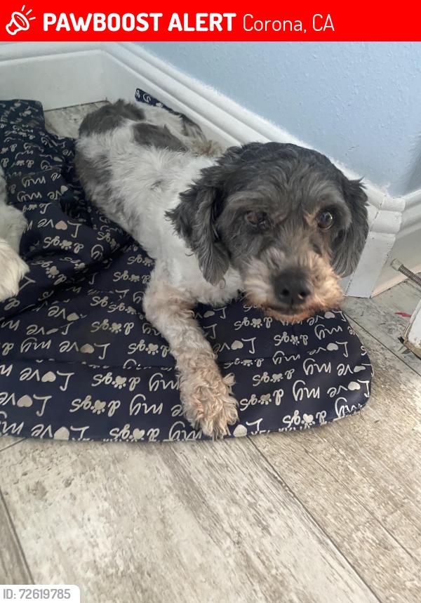Lost Female Dog last seen Between West Grand Blvd. & North Merrill st. , Corona, CA 92882