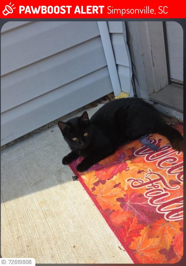 Lost Female Cat last seen Renwood rd , Simpsonville, SC 29681
