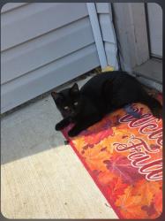 Lost Female Cat last seen Renwood rd , Simpsonville, SC 29681