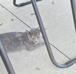 Lost Female Cat last seen Renwood road , Simpsonville, SC 29681