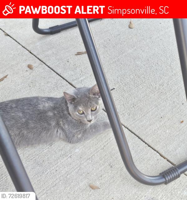 Lost Female Cat last seen Renwood road , Simpsonville, SC 29681