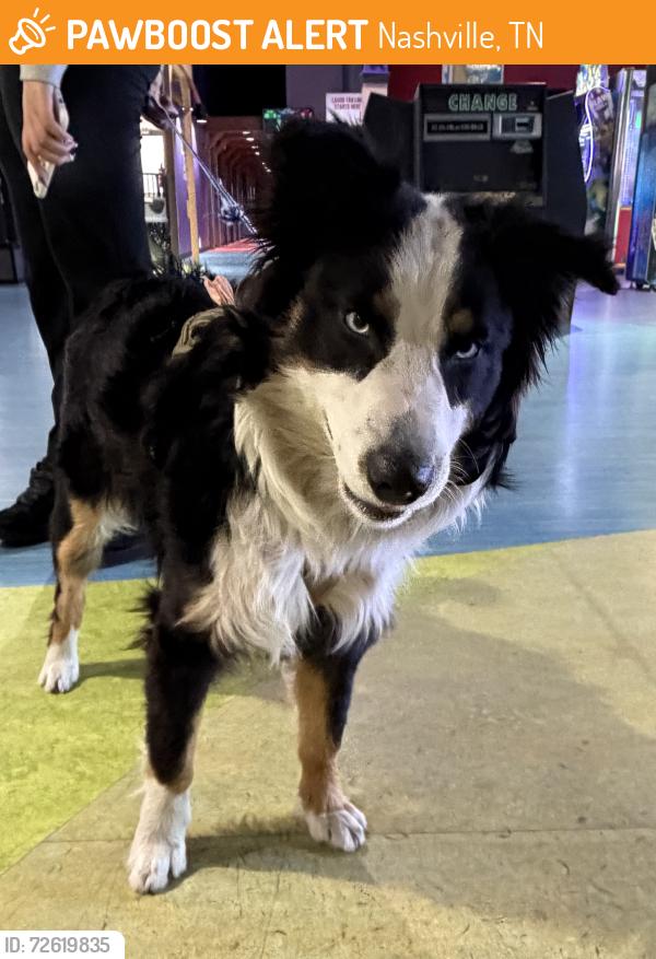 Found/Stray Male Dog last seen Nolensville Rd. and Ocala Dr. , Nashville, TN 37211