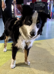 Found/Stray Male Dog last seen Nolensville Rd. and Ocala Dr. , Nashville, TN 37211