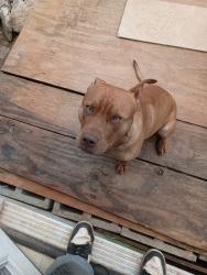 Lost Male Dog last seen Grandin Road, Lenoir, NC 28645