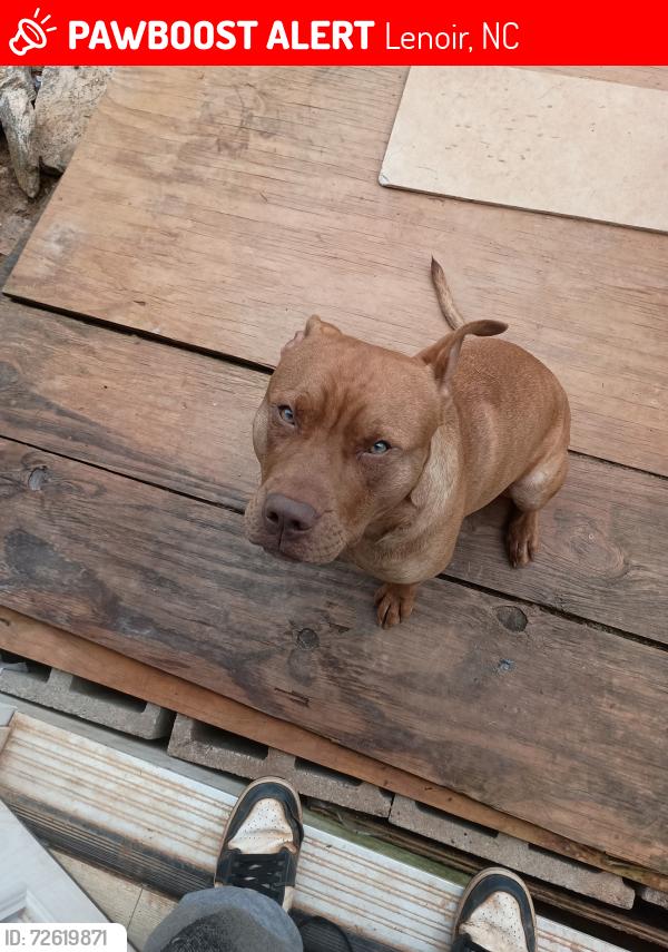 Lost Male Dog last seen Grandin Road, Lenoir, NC 28645