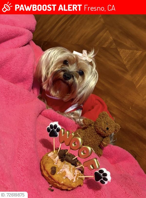 Lost Female Dog last seen Willow/chestnut  winery /lane, Fresno, CA 93727