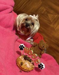 Lost Female Dog last seen Willow/chestnut  winery /lane, Fresno, CA 93727