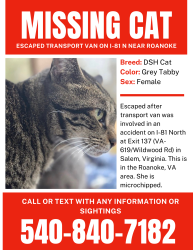 Lost Female Cat last seen Exit 137, Interstate 81N, Salem, VA, Salem, VA 24153