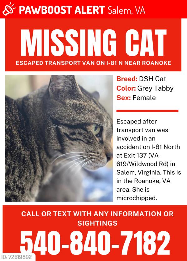 Lost Female Cat last seen Exit 137, Interstate 81N, Salem, VA, Salem, VA 24153