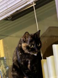 Lost Female Cat last seen Interstate 95, Delray Beach, FL 33445