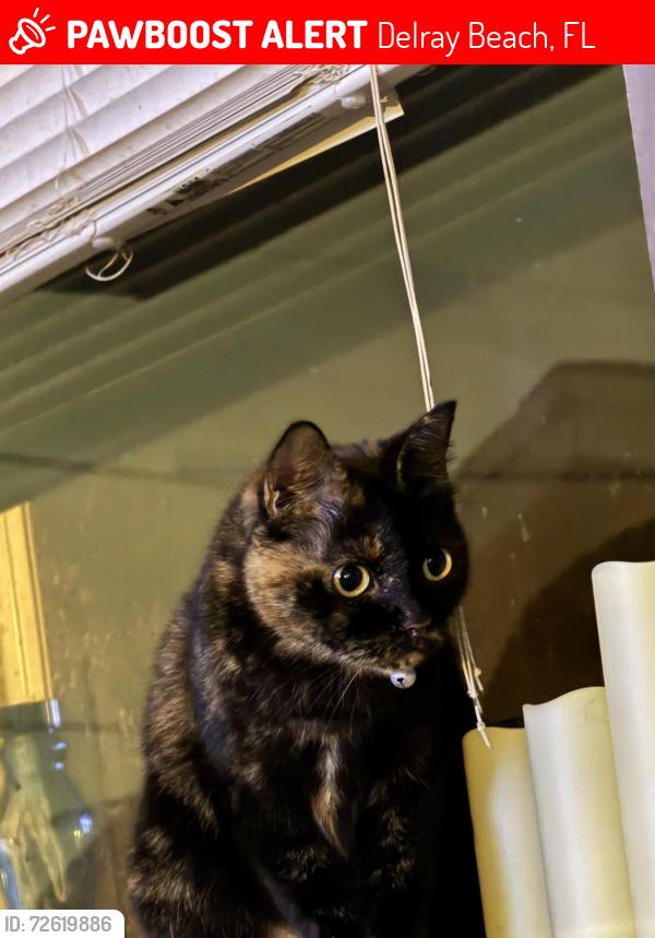 Lost Female Cat last seen Interstate 95, Delray Beach, FL 33445