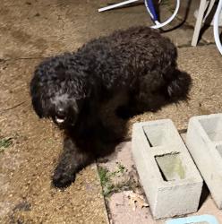 Found/Stray Female Dog last seen Raleigh LaGrange & Dexter Rd, Shelby County, TN 38134