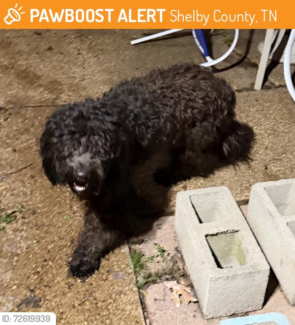 Found/Stray Female Dog last seen Raleigh LaGrange & Dexter Rd, Shelby County, TN 38134
