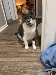 Lost Female Cat last seen Bridges @ North Hills apmts , Raleigh, NC 27609