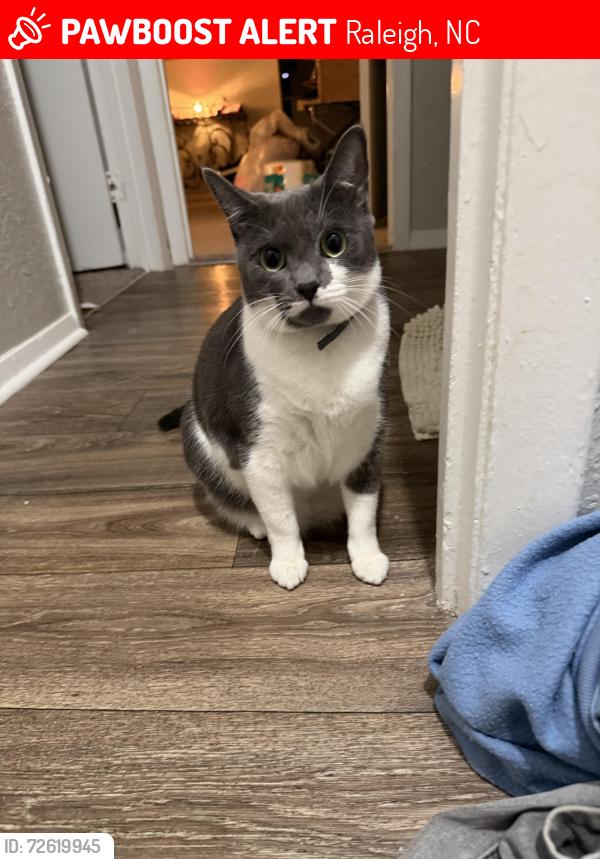 Lost Female Cat last seen Bridges @ North Hills apmts , Raleigh, NC 27609