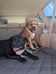 Found/Stray Unknown Dog last seen Tupelo Honey, Gainesville, GA 30501
