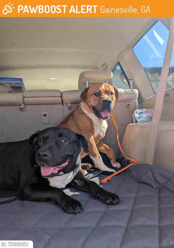 Found/Stray Unknown Dog last seen Tupelo Honey, Gainesville, GA 30501