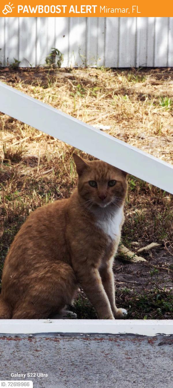Found/Stray Unknown Cat last seen Miramar park, Miramar, FL 33023