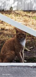 Found/Stray Unknown Cat last seen Miramar park, Miramar, FL 33023