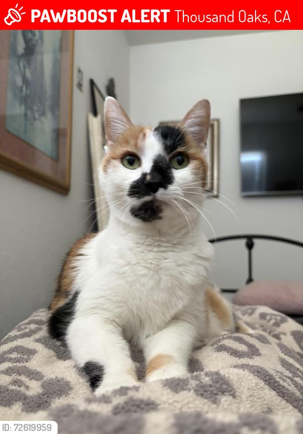 Lost Female Cat last seen Lynn Rd and Avenida De Las Arboles, Thousand Oaks, CA 91360