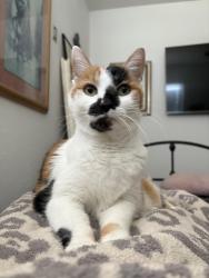 Lost Female Cat last seen Lynn Rd and Avenida De Las Arboles, Thousand Oaks, CA 91360