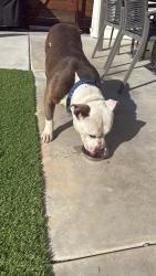 Found/Stray Male Dog last seen 61st and Dover, Oakland, CA 94609