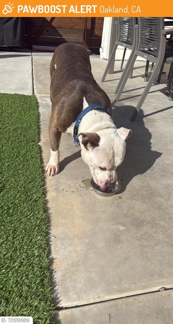 Found/Stray Male Dog last seen 61st and Dover, Oakland, CA 94609