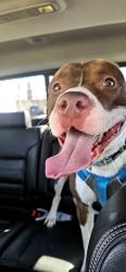 Found/Stray Male Dog last seen The Mill at Lebanon , Lebanon, TN 37087