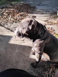 Lost Female Dog last seen Near Elba t, Birmingham, AL 35214