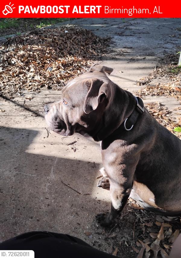 Lost Female Dog last seen Near Elba t, Birmingham, AL 35214
