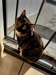 Lost Female Cat last seen Temple City Police Station, Temple City, CA 91780