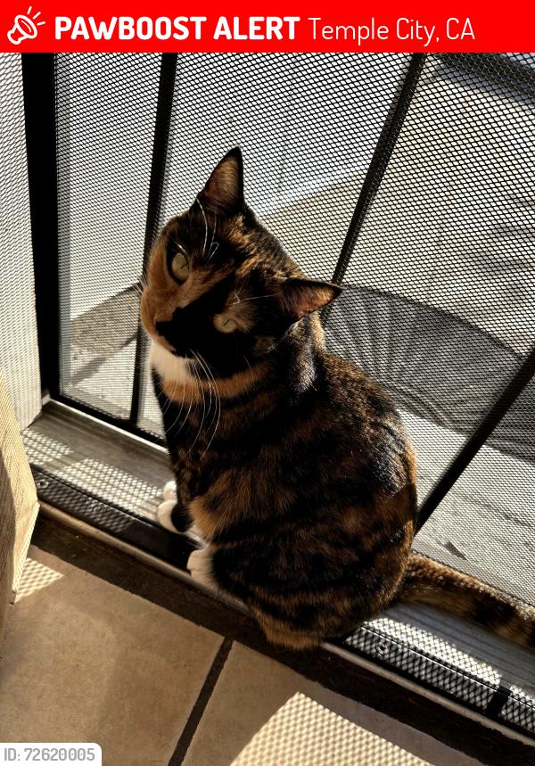Lost Female Cat last seen Temple City Police Station, Temple City, CA 91780
