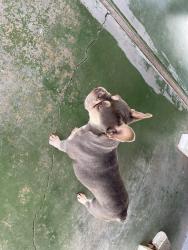 Found/Stray Female Dog last seen Madison ave, Citrus Heights, CA 95621