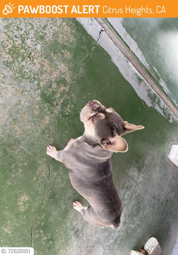 Found/Stray Female Dog last seen Madison ave, Citrus Heights, CA 95621