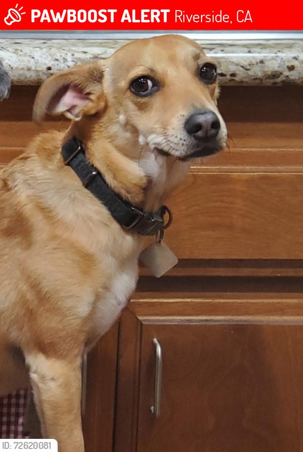 Lost Female Dog last seen Boardwalk Drive & Challen, Riverside, CA 92503