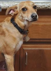 Lost Female Dog last seen Boardwalk Drive & Challen, Riverside, CA 92503