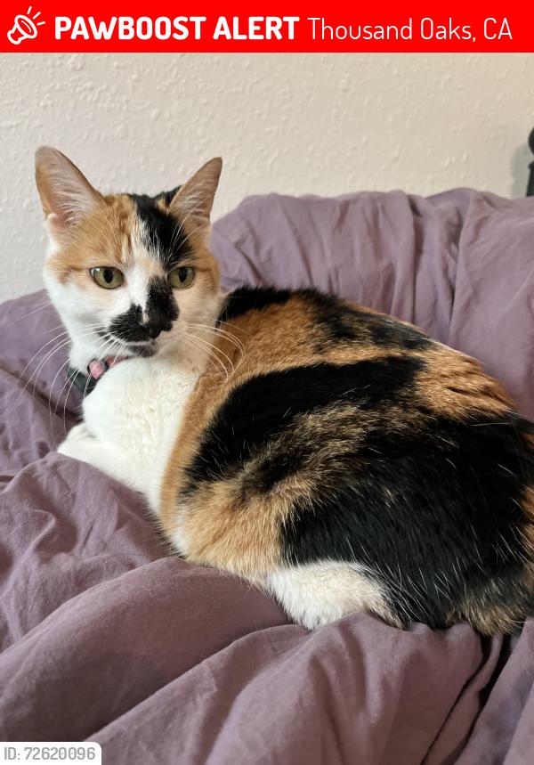Lost Female Cat last seen Arboles & Lynn, Thousand Oaks, CA 91360