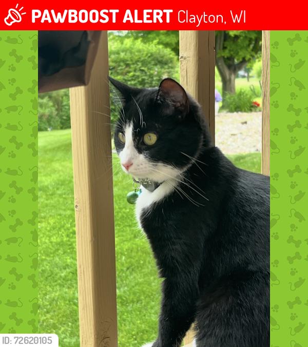 Lost Female Cat last seen Hwy 76 and Rose Moon Way, Neenah, WI, Clayton, WI 54956