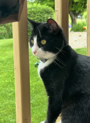 Lost Female Cat last seen Hwy 76 and Rose Moon Way, Neenah, WI, Clayton, WI 54956