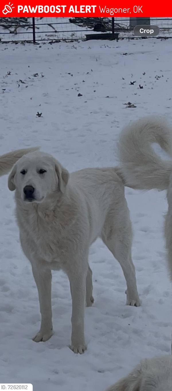 Lost Female Dog last seen 49th Street East and 100th Street East, Wagoner, Wagoner, OK 74467