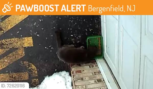 Found/Stray Unknown Cat last seen Roy Brown school and Clinton, Bergenfield, NJ 07621