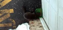 Found/Stray Unknown Cat last seen Roy Brown school and Clinton, Bergenfield, NJ 07621
