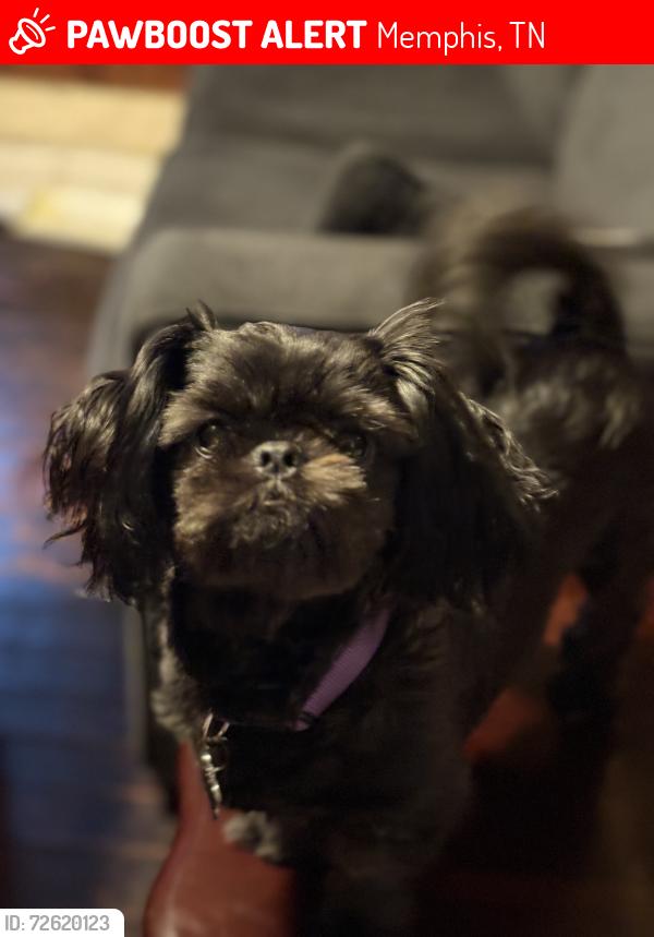 Lost Male Dog last seen Lamar , Memphis, TN 38118