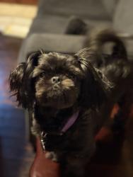 Lost Male Dog last seen Lamar , Memphis, TN 38118