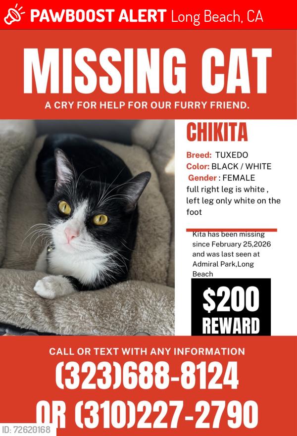 Lost Female Cat last seen Admiral kidd park long beach, Long Beach, CA 90810