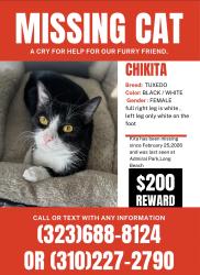 Lost Female Cat last seen Admiral kidd park long beach, Long Beach, CA 90810